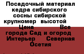 Посадочный материал кедра сибирского (сосны сибирской) крупномер, высотой 3-3.5  › Цена ­ 19 800 - Все города Сад и огород » Интерьер   . Северная Осетия